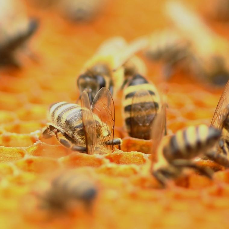 Honeybees working together on honeycomb